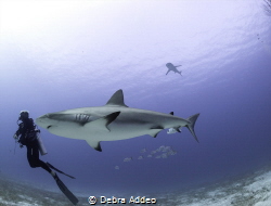 I was taking a picture of a shark and a diver appeared in... by Debra Addeo 